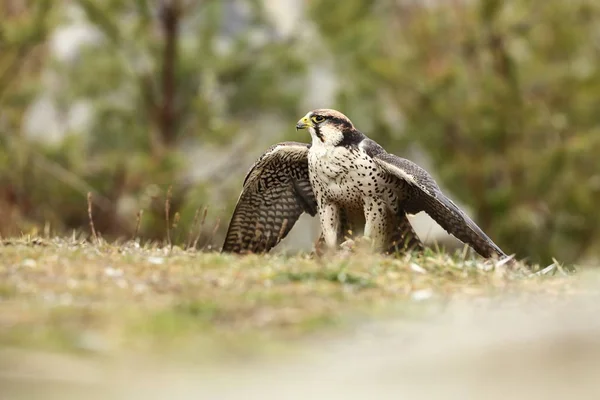 Falco Biarmicus Predator Foi Fotografado República Tcheca Grande Pássaro Predador — Fotografia de Stock