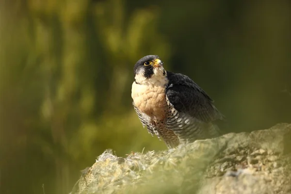 Falco Peregrinus Peregrine Falcon Tem Uma Extensão Cosmopolita Naturalmente Ocorre — Fotografia de Stock