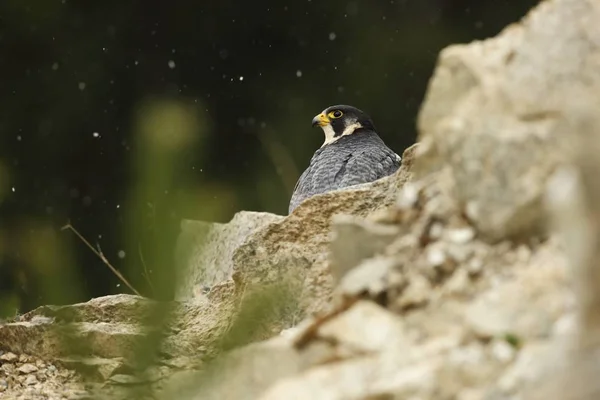 Falco Peregrinus Peregrine Falcon Tiene Una Extensión Cosmopolita Naturalmente Solo — Foto de Stock