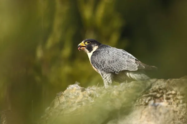 Falco Peregrinus Peregrine Falcon Tem Uma Extensão Cosmopolita Naturalmente Ocorre — Fotografia de Stock