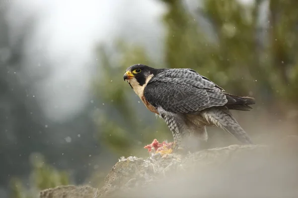 Falco Peregrinus Peregrine Falcon Extensie Cosmopolită Mod Natural Apare Numai — Fotografie, imagine de stoc
