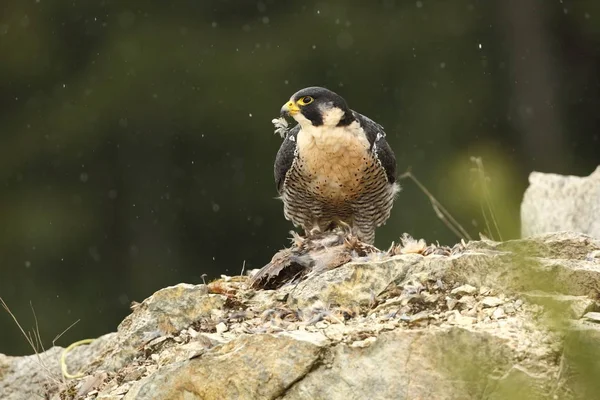 Falco Peregrinus Peregrine Falcon Tem Uma Extensão Cosmopolita Naturalmente Ocorre — Fotografia de Stock