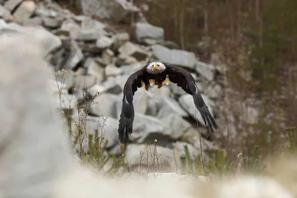 Haliaeetus Leucocephalus Águia Careca Uma Grande Ave Rapina Que Vive — Fotografia de Stock