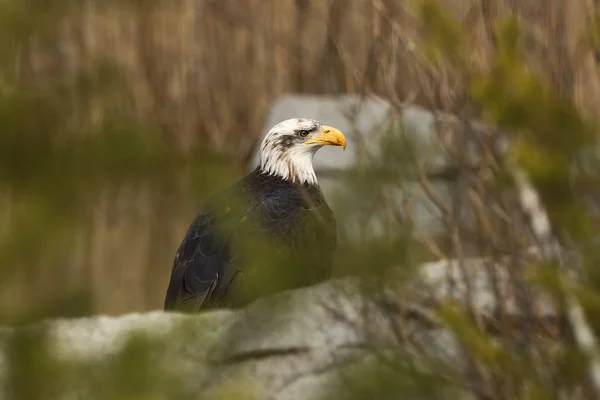 Haliaeetus Leucocephalus Bald Eagle Egy Nagy Ragadozó Madár Észak Amerikában — Stock Fotó