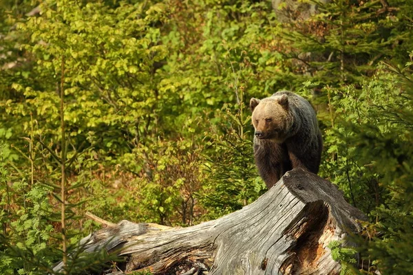 Ursus Arctos Бурый Медведь Фотография Сделана Словакии Бурый Медведь Встречается — стоковое фото