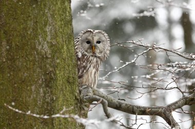 Strix uralensis. O Avrupa ve Asya'da yaşıyor. ' Çek nadirdir. Baykuş güzel görüntüsü. Doğa. Baykuş'ın hayatından.