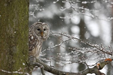 Strix uralensis. O Avrupa ve Asya'da yaşıyor. ' Çek nadirdir. Baykuş güzel görüntüsü. Doğa. Baykuş'ın hayatından.