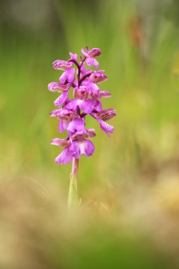 Üzümlü morio. Çek Cumhuriyeti'nde doğada orkide. Vahşi doğa. Çok nadir bir bitki. Bitki sabah fotoğraflandı. Güneşin içinde belgili tanımlık fotoğraf. Güzel doğa. Yabani orkide sabah çayır üzerinde. Doğa. Güzel resim. Bahar.