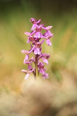 Üzümlü morio. Çek Cumhuriyeti'nde doğada orkide. Vahşi doğa. Çok nadir bir bitki. Bitki sabah fotoğraflandı. Güneşin içinde belgili tanımlık fotoğraf. Güzel doğa. Yabani orkide sabah çayır üzerinde. Doğa. Güzel resim. Bahar.