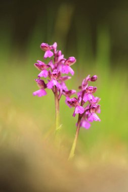 Üzümlü morio. Çek Cumhuriyeti'nde doğada orkide. Vahşi doğa. Çok nadir bir bitki. Bitki sabah fotoğraflandı. Güneşin içinde belgili tanımlık fotoğraf. Güzel doğa. Yabani orkide sabah çayır üzerinde. Doğa. Güzel resim. Bahar.