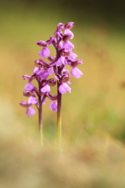 Üzümlü morio. Çek Cumhuriyeti'nde doğada orkide. Vahşi doğa. Çok nadir bir bitki. Bitki sabah fotoğraflandı. Güneşin içinde belgili tanımlık fotoğraf. Güzel doğa. Yabani orkide sabah çayır üzerinde. Doğa. Güzel resim. Bahar.