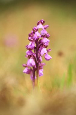 Üzümlü morio. Çek Cumhuriyeti'nde doğada orkide. Vahşi doğa. Çok nadir bir bitki. Bitki sabah fotoğraflandı. Güneşin içinde belgili tanımlık fotoğraf. Güzel doğa. Yabani orkide sabah çayır üzerinde. Doğa. Güzel resim. Bahar.