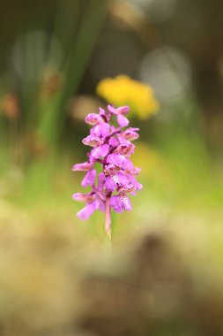 Üzümlü morio. Çek Cumhuriyeti'nde doğada orkide. Vahşi doğa. Çok nadir bir bitki. Bitki sabah fotoğraflandı. Güneşin içinde belgili tanımlık fotoğraf. Güzel doğa. Yabani orkide sabah çayır üzerinde. Doğa. Güzel resim. Bahar.