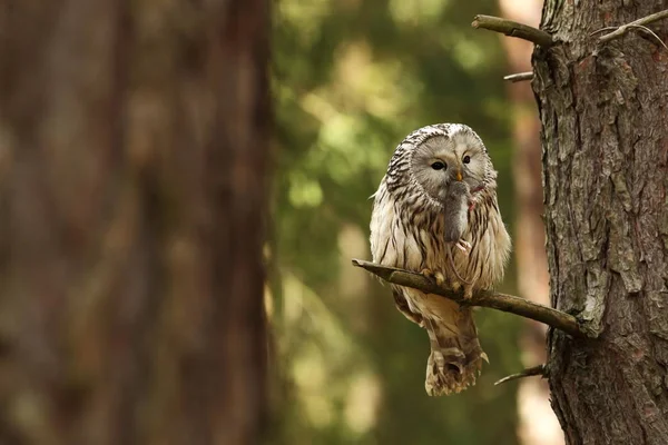 Strix Uralensis Vive Europa Ásia Checo Raro Bela Imagem Coruja — Fotografia de Stock