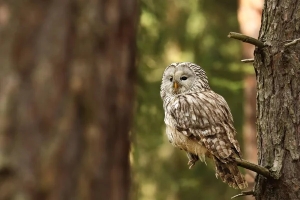 Strix Uralensis Lives Europe Asia Czech Rare Beautiful Image Owl — Stock Photo, Image