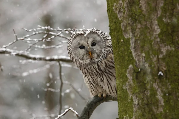 Strix Uralensis Lives Europe Asia Czech Rare Beautiful Image Owl — Stock Photo, Image