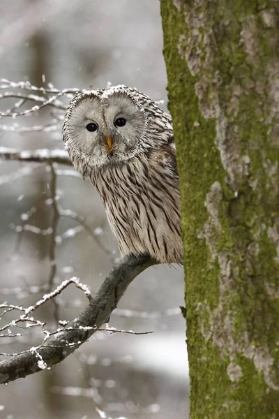 Strix Uralensis Ζει Στην Ευρώπη Και Την Ασία Στην Τσεχική — Φωτογραφία Αρχείου