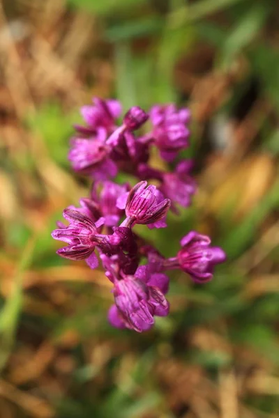 Orchis Morio Orchidea Natura Nella Repubblica Ceca Natura Selvaggia Una — Foto Stock