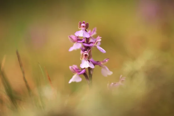Orchis Morio Orchid Nature Czech Republic Wild Nature Very Rare — Stock Photo, Image