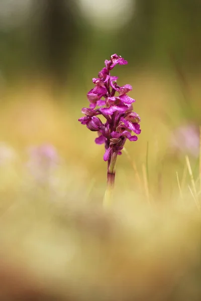 Orchis Morio Orchid Nature Czech Republic Wild Nature Very Rare Stock Photo