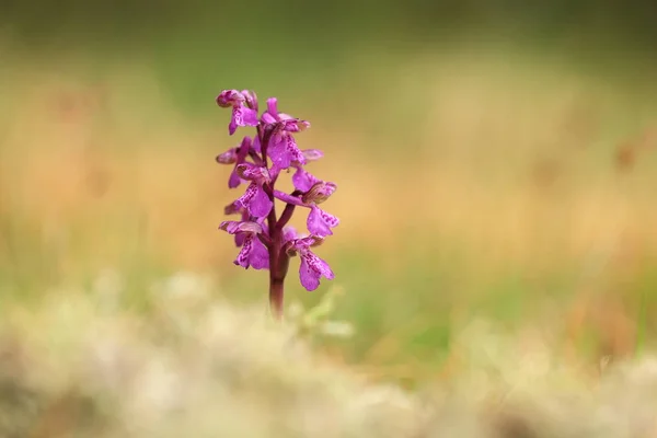 Orchis Morio Orchid Nature Czech Republic Wild Nature Very Rare Stock Picture