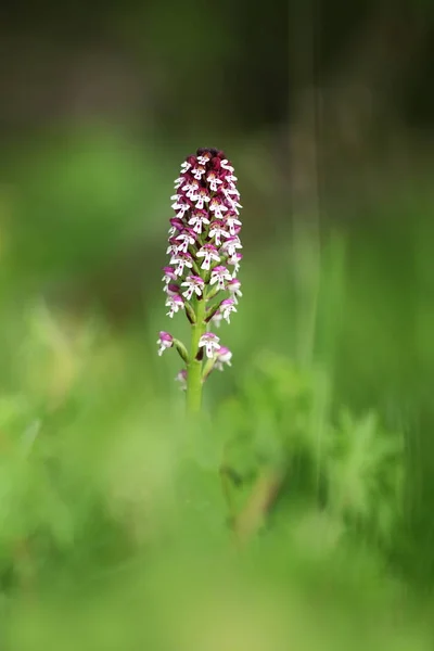 Orchis Ustulata Plant Found Throughout Europe Northern Spain Southern Scandinavia — Stock Photo, Image