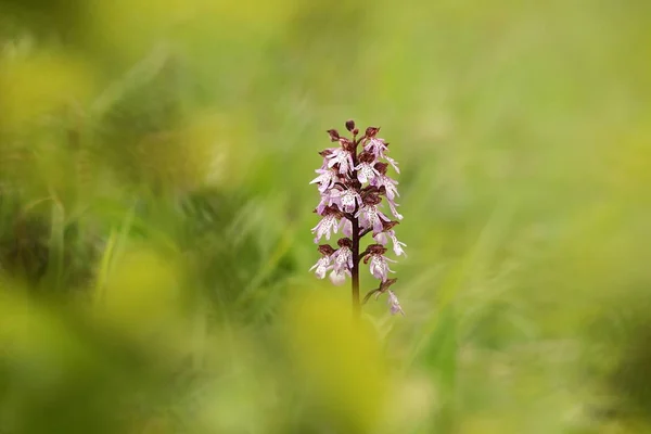 Orchis Purpurea Type Orchid Grows Mainly Central Europe Czech Republic — Stock Photo, Image