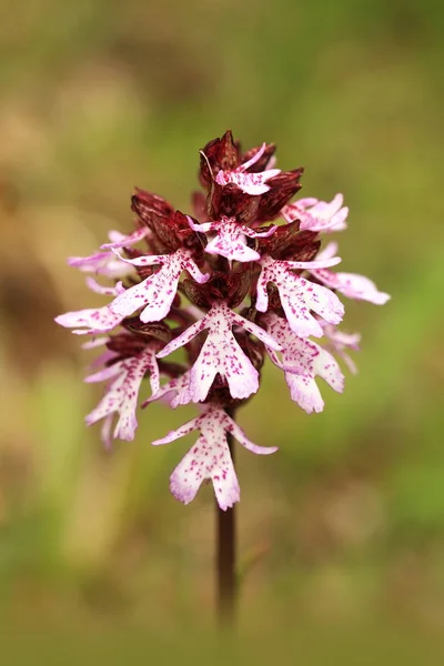 Orchis Purpurea Type Orchid Grows Mainly Central Europe Czech Republic — Stock Photo, Image