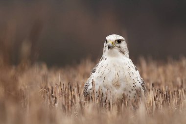 Falco rusticolus. Arap Devletleri genişletti. Çek dili olarak fotoğrafı Kuş. Doğa. Avcı kuş. Yırtıcı hayvan.
