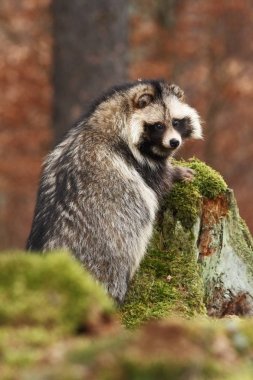 Nyctereutes procyonoides. Doğa sonbahar renkleri. Ücretsiz doğa. Ormanda hayvan. Renkli yaprakları. Özgün alan bulunur Doğu Asya, Japonya, Kore ve Doğu Sibirya başta. Sibirya evim.