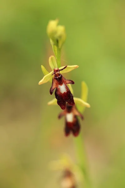 Orchidaceae Dzikiej Przyrody Republice Czeskiej Rzadkie Rośliny Dzikiej Przyrody Zakład — Zdjęcie stockowe