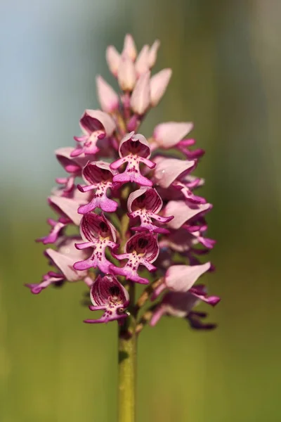 Orchidaceae Wild Nature Czech Republic Rare Plant Wild Nature Plant — Stock Photo, Image