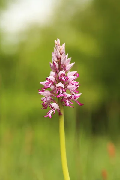 Orchidaceae Wild Nature Czech Republic Rare Plant Wild Nature Plant — Stock Photo, Image