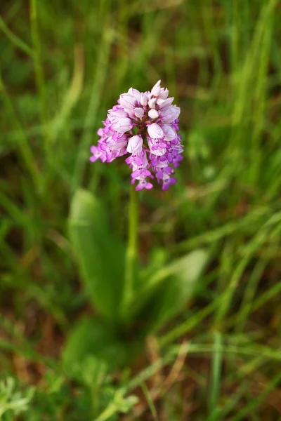 Salepgiller Çek Cumhuriyeti Vahşi Doğası Vahşi Doğanın Nadir Bir Bitki — Stok fotoğraf