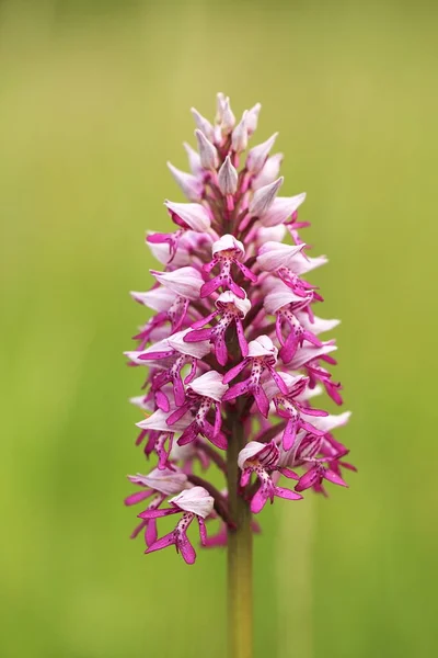 Orchidaceae Wild Nature Czech Republic Rare Plant Wild Nature Plant — Stock Photo, Image