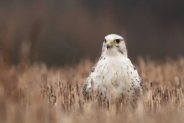 Falco Rusticolus Expanderat Arabstaterna Fotograferad Tjeckiska Fågel Naturen Hunter Fågel — Stockfoto