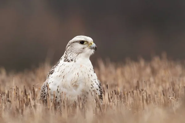 Falco Rusticolus Expanderat Arabstaterna Fotograferad Tjeckiska Fågel Naturen Hunter Fågel — Stockfoto