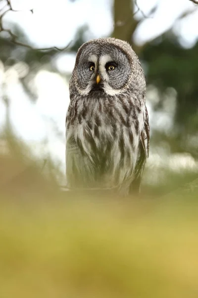 Strix Nebulosa Photographed Czech Republic Owl Tree Nature Owl Life — Stock Photo, Image