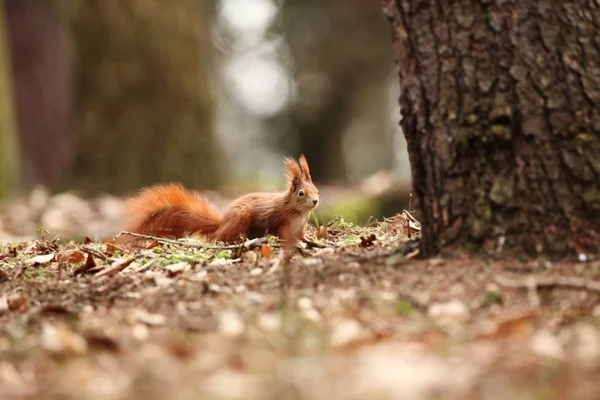 Sciurus Vulgaris Squirrel Photographed Czech Republic Squirrel Medium Sized Rodent — Stock Photo, Image