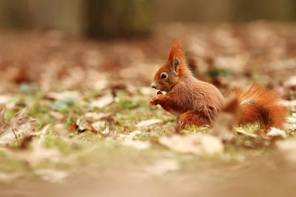 Sciurus Vulgaris Wiewiórka Został Sfotografowany Republice Czeskiej Wiewiórka Jest Gryzoniem — Zdjęcie stockowe