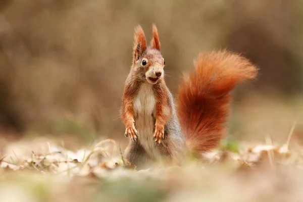 Sciurus Vulgaris Squirrel Photographed Czech Republic Squirrel Medium Sized Rodent — Stock Photo, Image