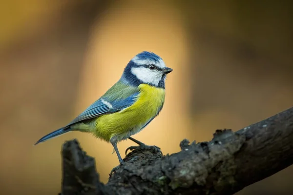 Caeruleus Jest Życia Ptaków Sfotografowany Republice Czeskiej Dzikiej Przyrody Europie — Zdjęcie stockowe