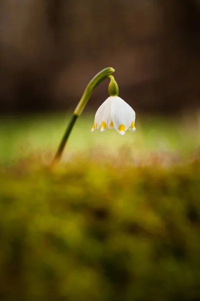 Leucojum Vernum Esta Principalmente Uma Espécie Europeia Natureza Livre Uma — Fotografia de Stock