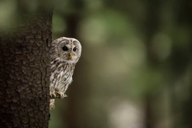 Strix aluco. Çek Cumhuriyeti'nde oluşur. Ücretsiz doğa. Çek Cumhuriyeti vahşi doğası. Baykuş güzel görüntüsü. Baykuş'ın hayatından. Ağaç üzerinde baykuş. Siyah gözleri.