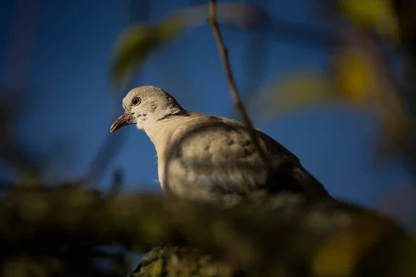 Streptopelia Decaocto Naturaleza Salvaje República Checa Naturaleza Libre Pájaro Árbol — Foto de Stock