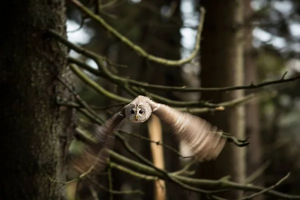 Strix Aluco Det Förekommer Tjeckien Fri Natur Den Vilda Naturen — Stockfoto