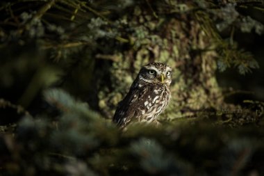 Athene noctua. Kukumav Avrupa çapında yayılıyor. Çek Cumhuriyeti vahşi doğası. Doğa. Ücretsiz doğa. Baykuş'ın hayatından. Güzel resim.