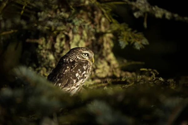 Athene Noctua Den Lilla Ugglan Spridda Över Hela Europa Den — Stockfoto