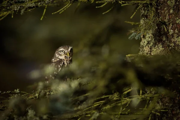 Athene Noctua Pequena Coruja Está Espalhada Por Toda Europa Natureza — Fotografia de Stock