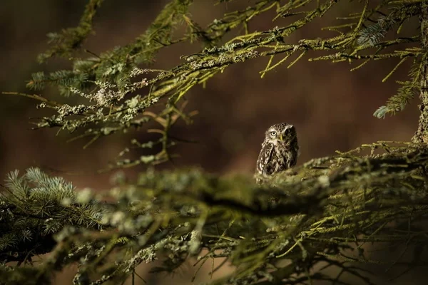 Athene Noctua Маленькая Сова Распространена Всей Европе Дикая Природа Чешской — стоковое фото